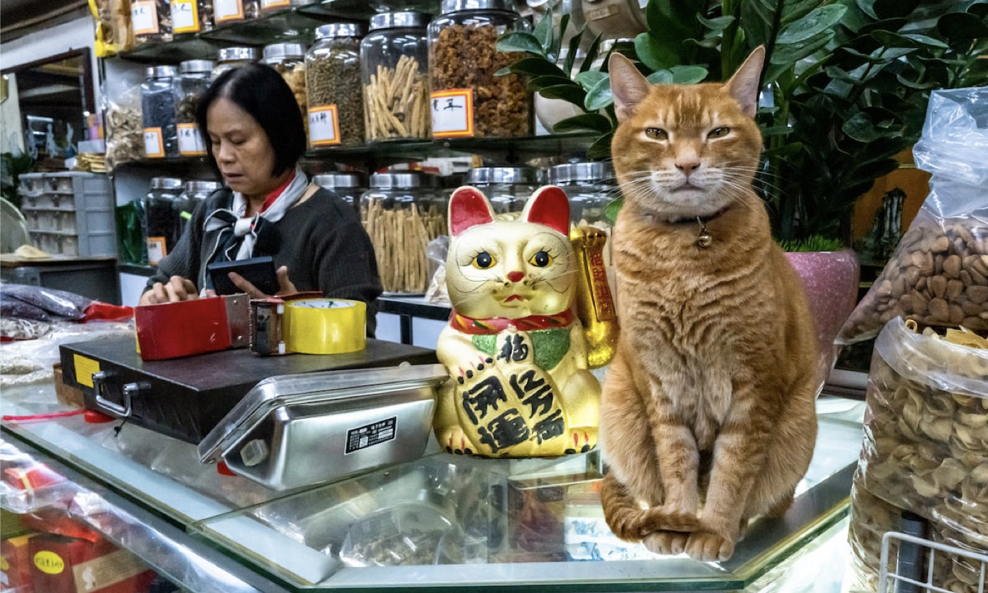 'Cat's Eye' Street Cat Photographer Publishes a Photo Album to Restore the Innocence of Human Nature - Vimarsana News