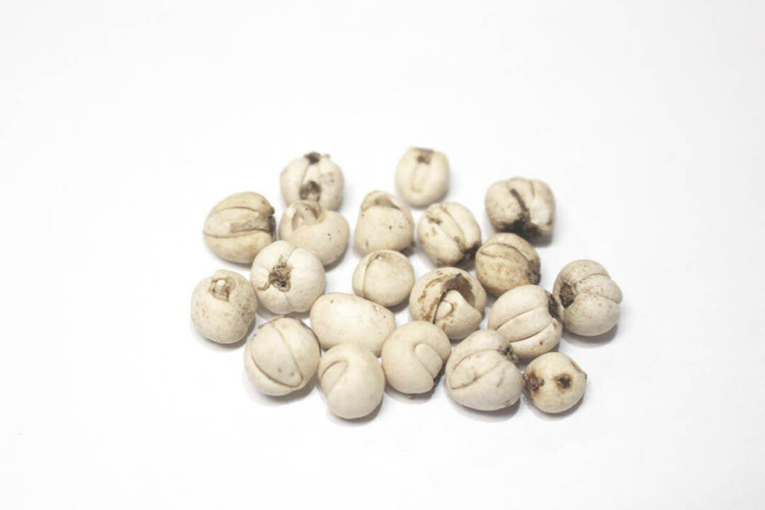 A study by China Medical University in Taiwan finds that the fritillarine extracted from the herb Fritillaria can prevent the COVID-19 from infecting cells. The picture above shows a collection of chuanbei, a plant used for another herbal remedy found to be effetive. (Courtesy Taiwan Hospital Authority TCM website)