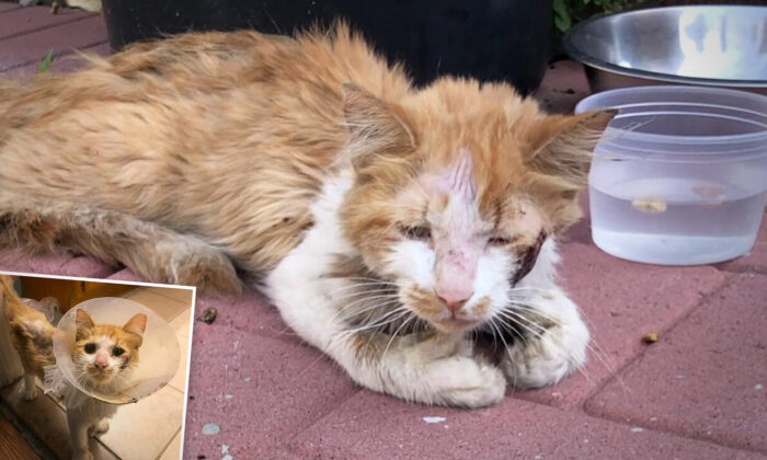 VIDEO: Sick Cat Picks Right Family to Ask for Help, Starting His New Life in Their Loving Home