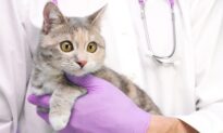 Simple Blood Test Detects Heart Disease in Cats