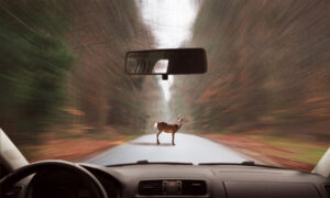 Fewer Car-Deer Crashes With Permanent Daylight Saving