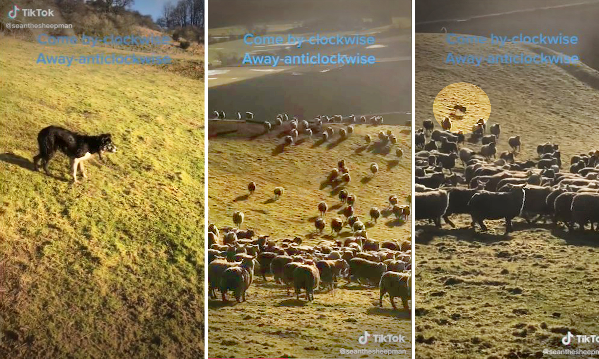 VIDEO Ultra Talented Border Collies Herd 700 Sheep at Lightning