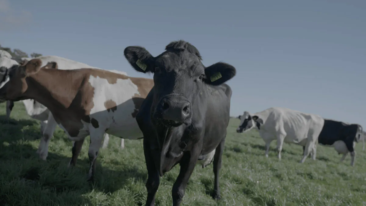 Dutch cows from the farm of Robbin Voorend, who would face 90 to 95 percent cuts to his livestock under the government's nitrogen emissions plan. (The Epoch Times).