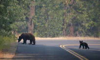 Arcadia Arboretum Closed After Bear, 2 Cubs Spotted in Area