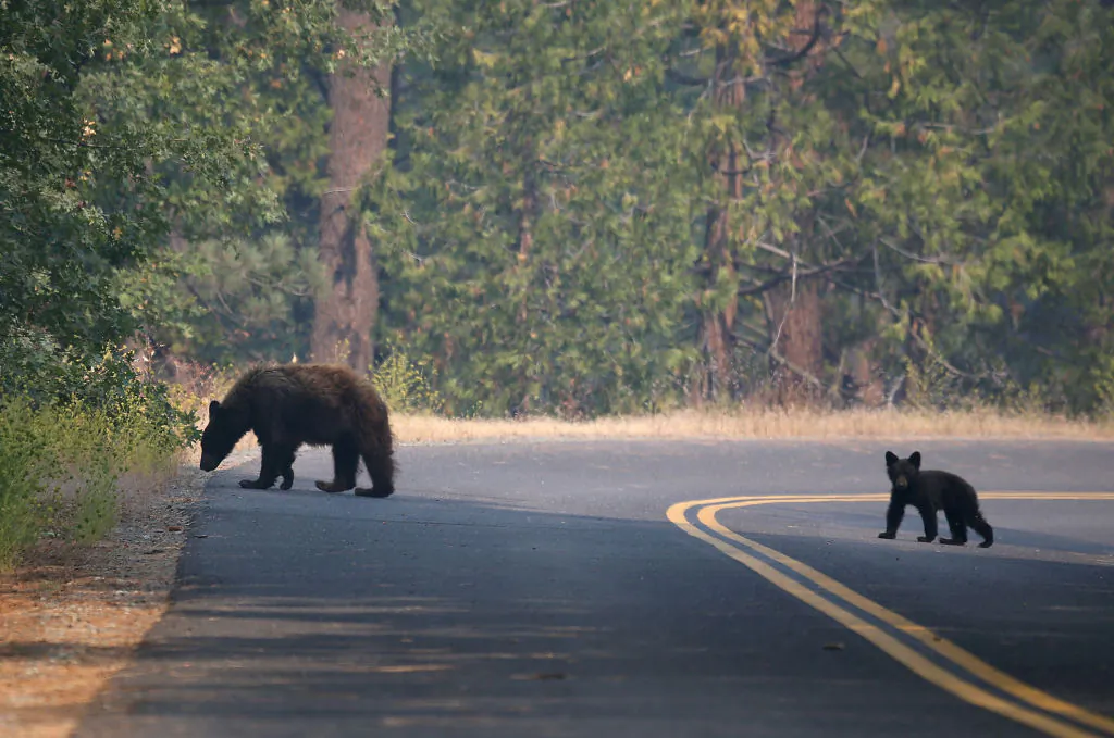 A bear and cub cross a road near the Rim Fire in Yosemite National Park, Calif., on Aug. 24, 2013. (Justin Sullivan/Getty Images)