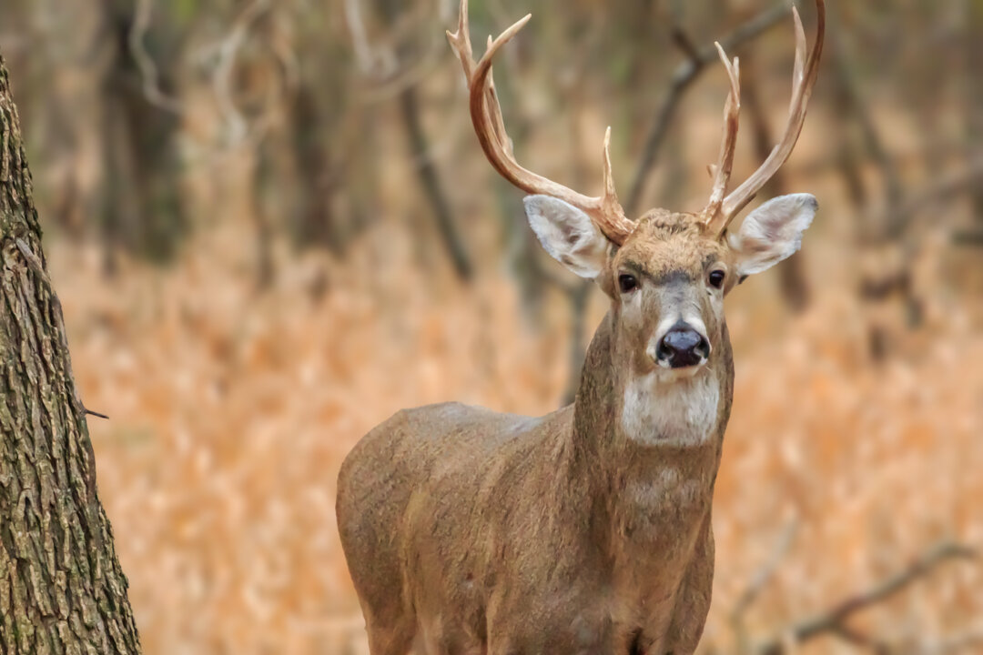 A year after the original USDA discovery, COVID-19 exposed deer were found in 24 states of 30 states sampled. (Richard G Smith/Shutterstock)