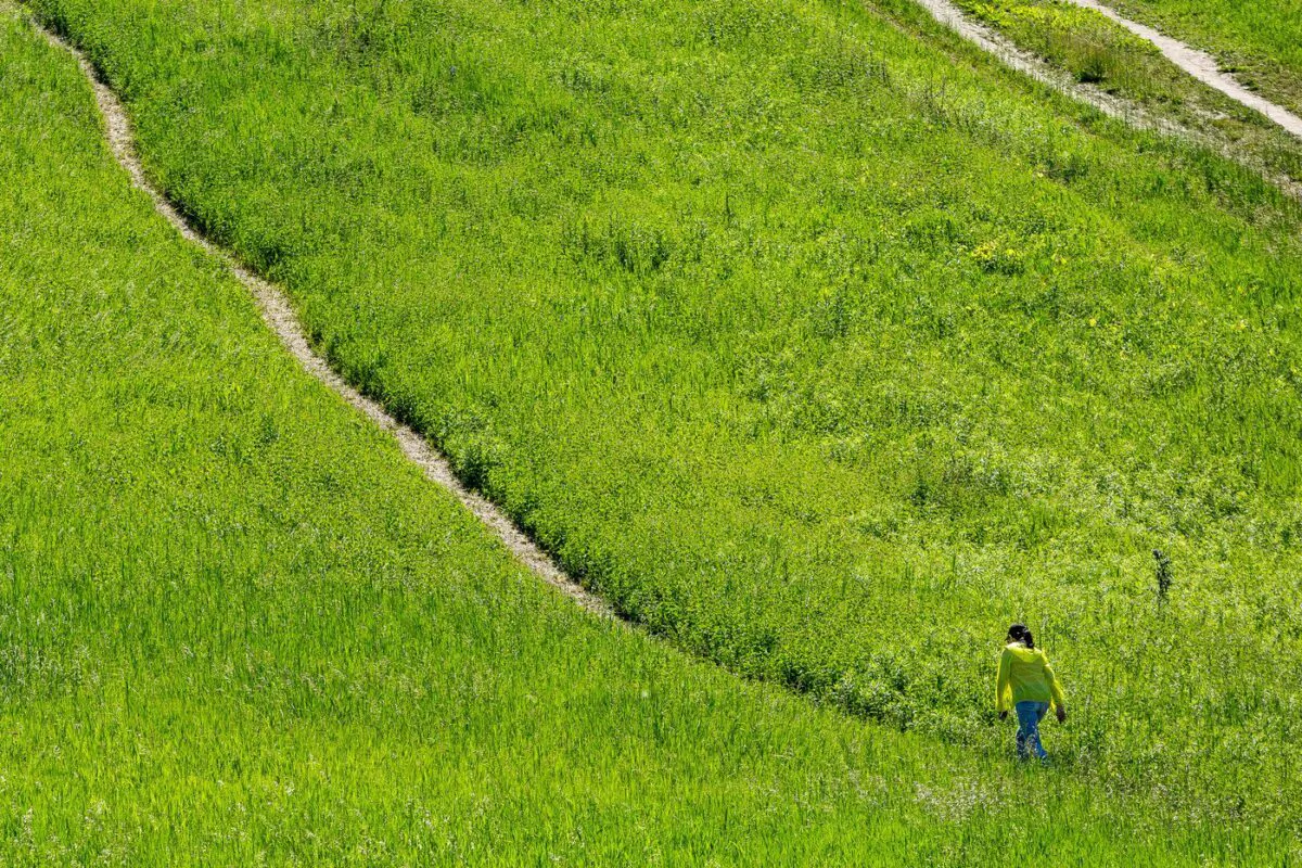 A hiker starts on a high graded hill climb at the Rouge Urban National Park in Toronto on June 15, 2021. (Giordano Ciampini/The Canadian Press)