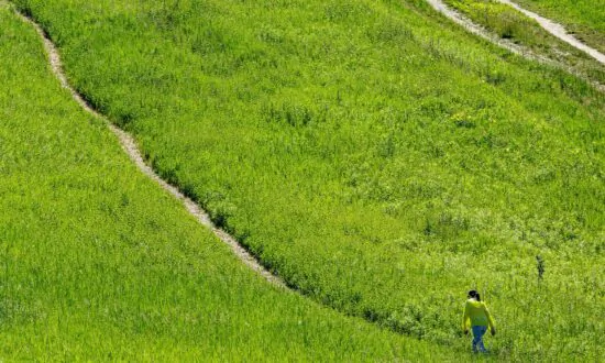 Ontario Integrity Commissioner, Auditor General to Launch Greenbelt Investigations