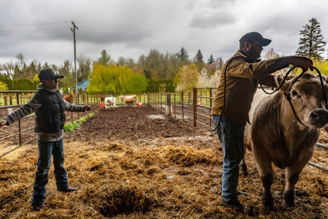A farmer and his son at a farm in Lebanon, Ore., on April 13, 2022. (Nathan Howard/Getty Images)