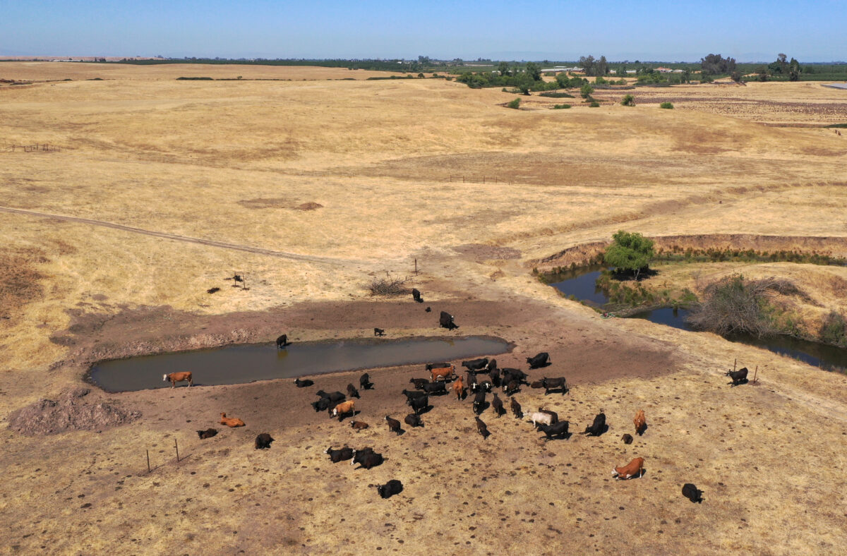 NextImg:Federal Agents to Shoot Feral Cattle From Helicopter After Judge Dismisses Ranchers' Complaint