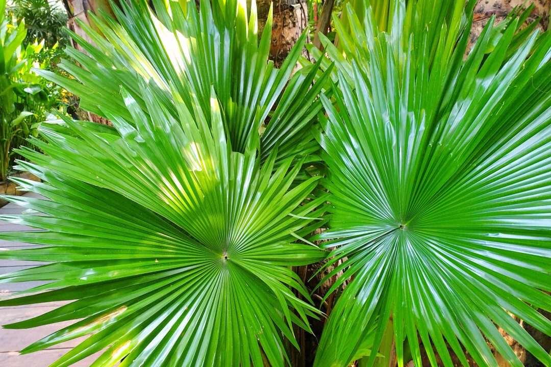 Saw palmetto has traditionally been used to treat many illnesses. Dark Caramel/Shutterstock