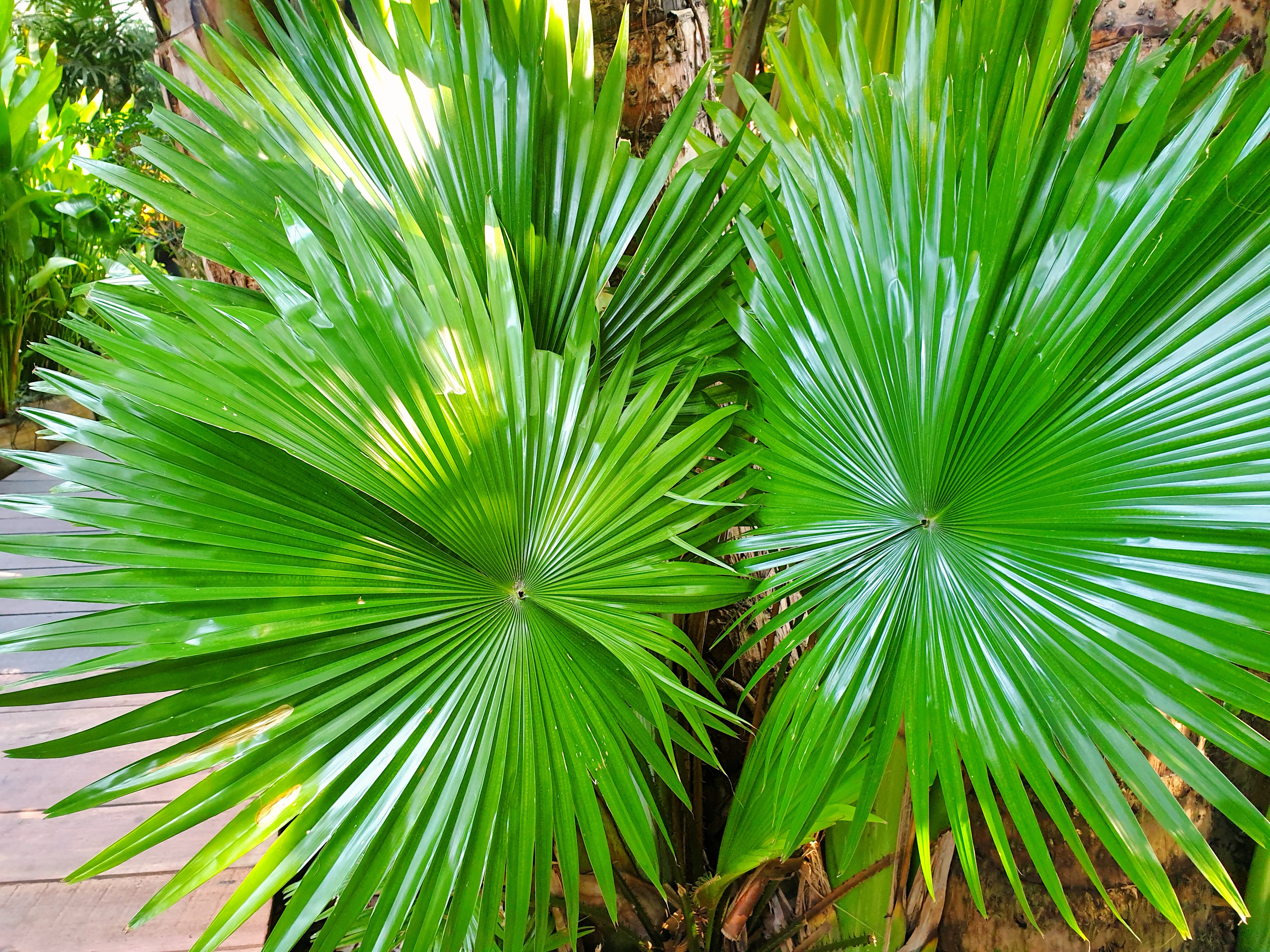 Saw Palmetto—A Possible Herbal Treatment for Various Health Conditions - Vimarsana News