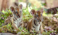 Popcorn and Inspiration: ‘Two Brothers’: ‘Tiger, Tiger, Burning Bright, in the Forests of the Night’