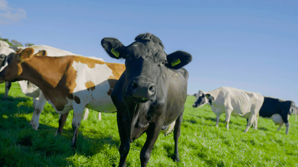 Methane from cows makes up a major portion of greenhouse emissions. (The Epoch Times).