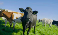 Government Pledges Millions Towards Improving Emissions Accounting
