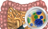 Germ vs. Terrain Theory–Which One Really Determines Your Health?