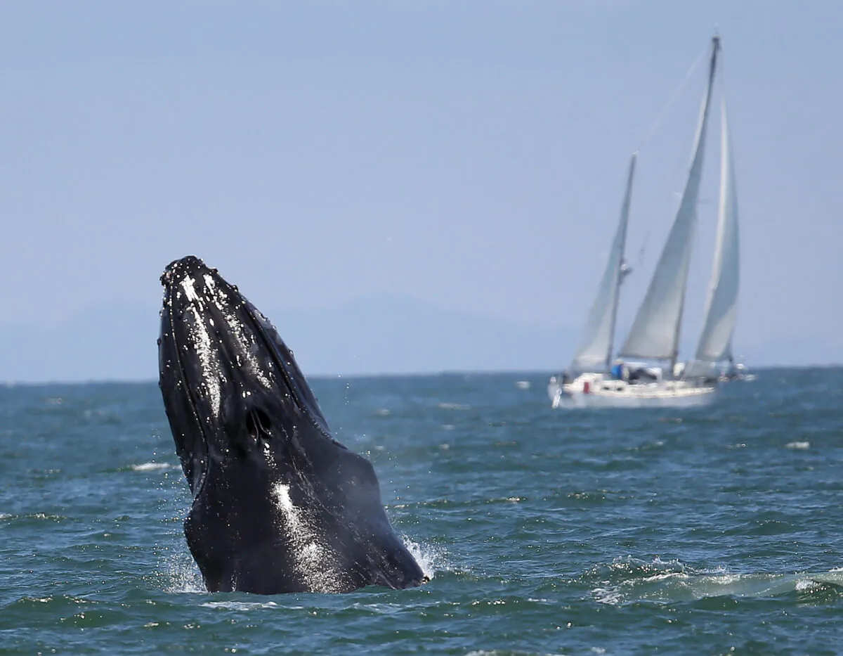 A humpback whale breaches near a sailing vessel during a whale-watching tour aboard the Superfish off the coast of San Francisco, on Aug. 5, 2015. Humpback whales, which can average 50 feet long and weigh 40 tons, have been feeding on anchovies and mackerel offshore. San Francisco Whale Tours offers year-round whale watching; this particular trip went about 6 miles out from the Golden Gate Bridge. (Courtesy of Jane Tyska/Bay Area News Group/TNS)