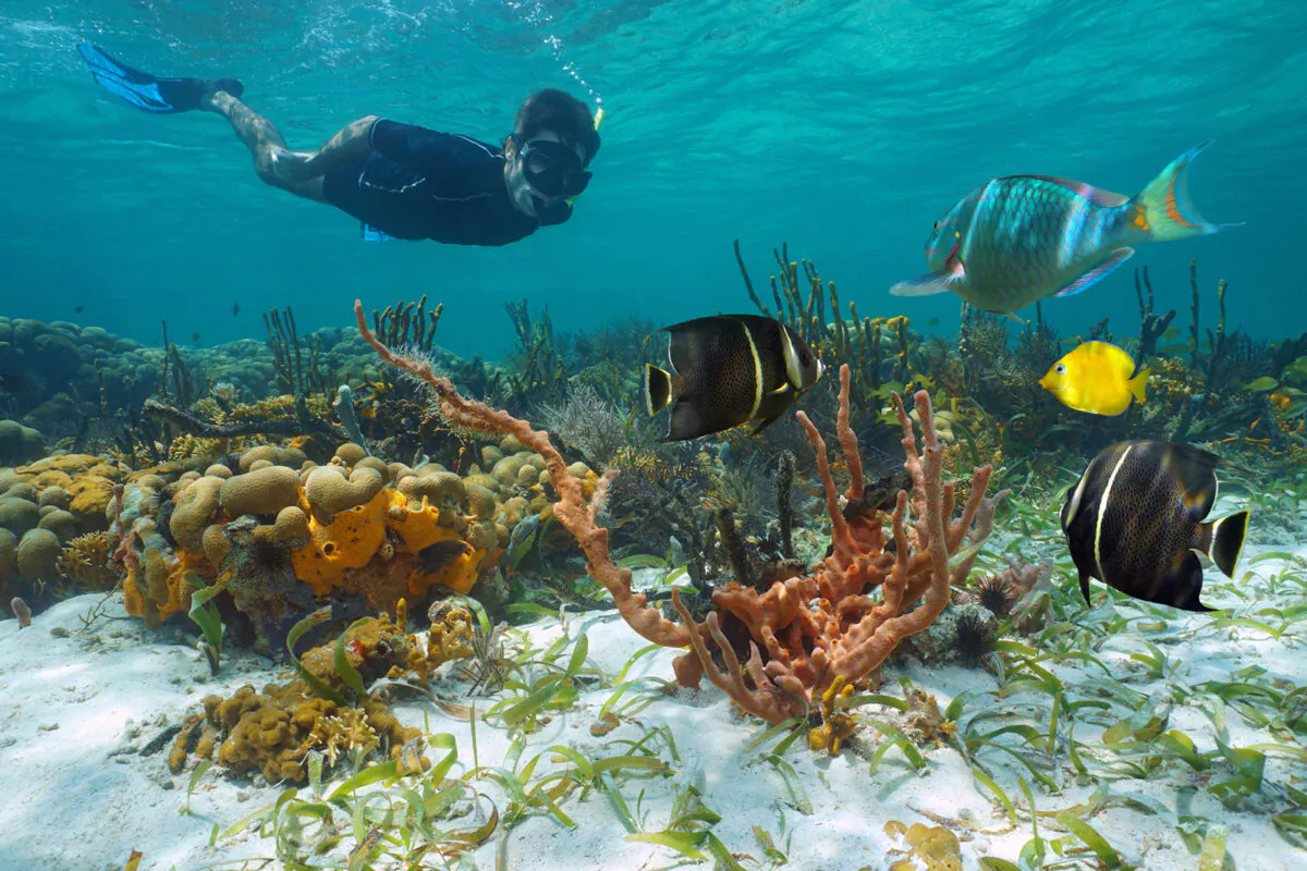 The Caribbean is a paradise for beginner and expert divers and families looking to have fun snorkeling in one of the planet's most diverse areas of marine flora and fauna. (Dreamstime/TNS)