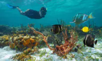 The Best Reef Sites for Diving in the Caribbean