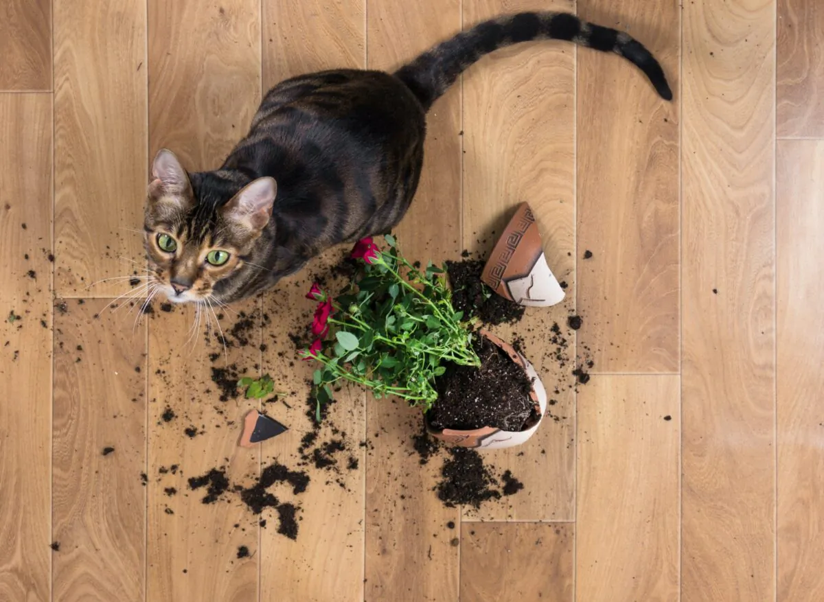 One reader says a little carpenter's glue is the trick to repair a broken terra cotta pot. (Nataliia Pyzhova/Shutterstock)