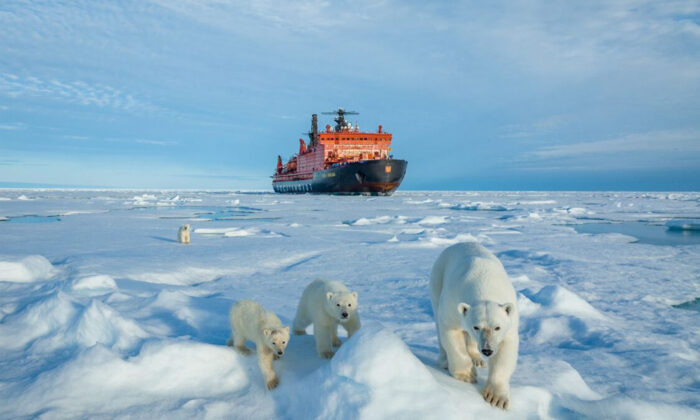 ‘A Home Divided’: Exclusive Photos of a Mama Polar Bear With Her 3 Cubs at the North Pole