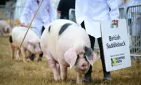 UK Warned by Farmers That It Is Facing a Food Supply Crisis