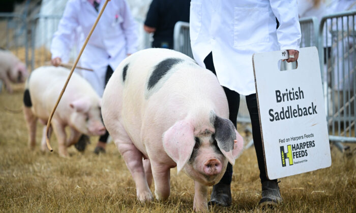 Pigs are judged at the Dorset County Show, Dorchester, England, on Sept. 4, 2022. (Finnbarr Webster/Getty Images)