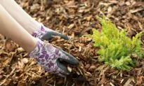Fall Plant Care