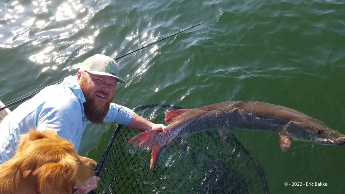 Angler Reels in Monster Muskie From Minnesota Lake, Garners