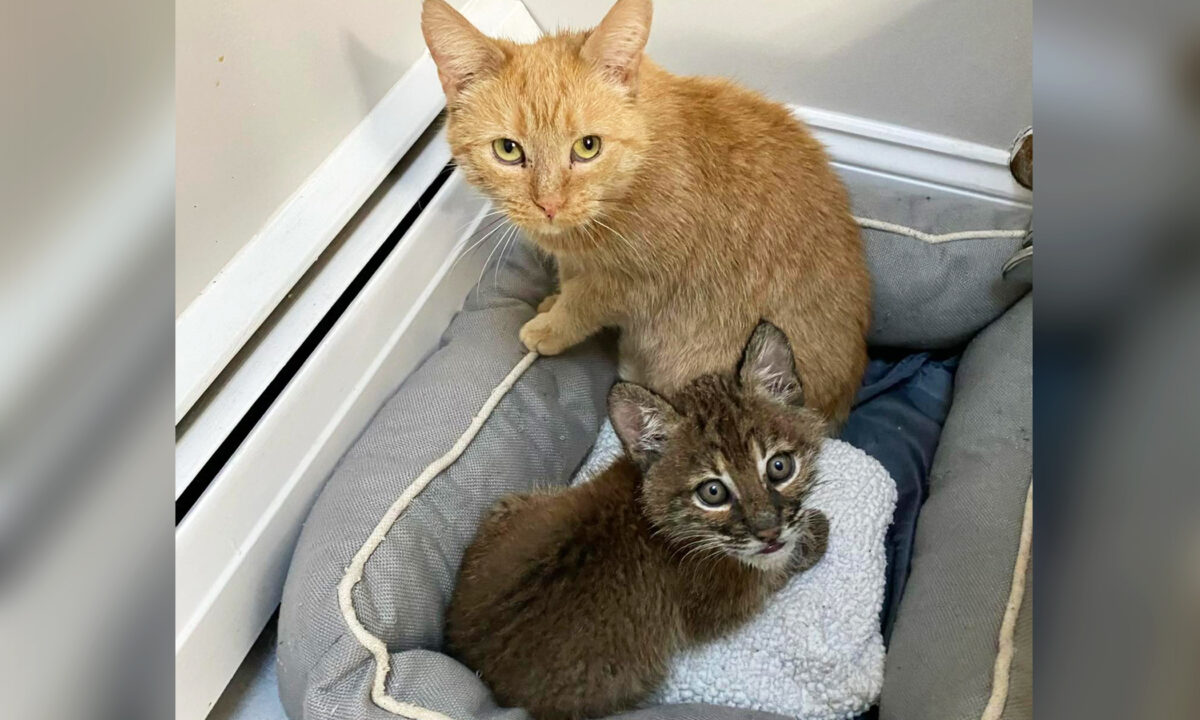 Sweet House Cat Steps In to Care For Bobkitten Who Was Abandoned by Her