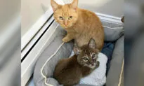 Sweet House Cat Steps In to Care For Bobkitten Who Was Abandoned by Her Mother