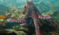 ‘It Was Incredible’: Diver Records 40-Minute Close Encounter With a Giant Pacific Octopus