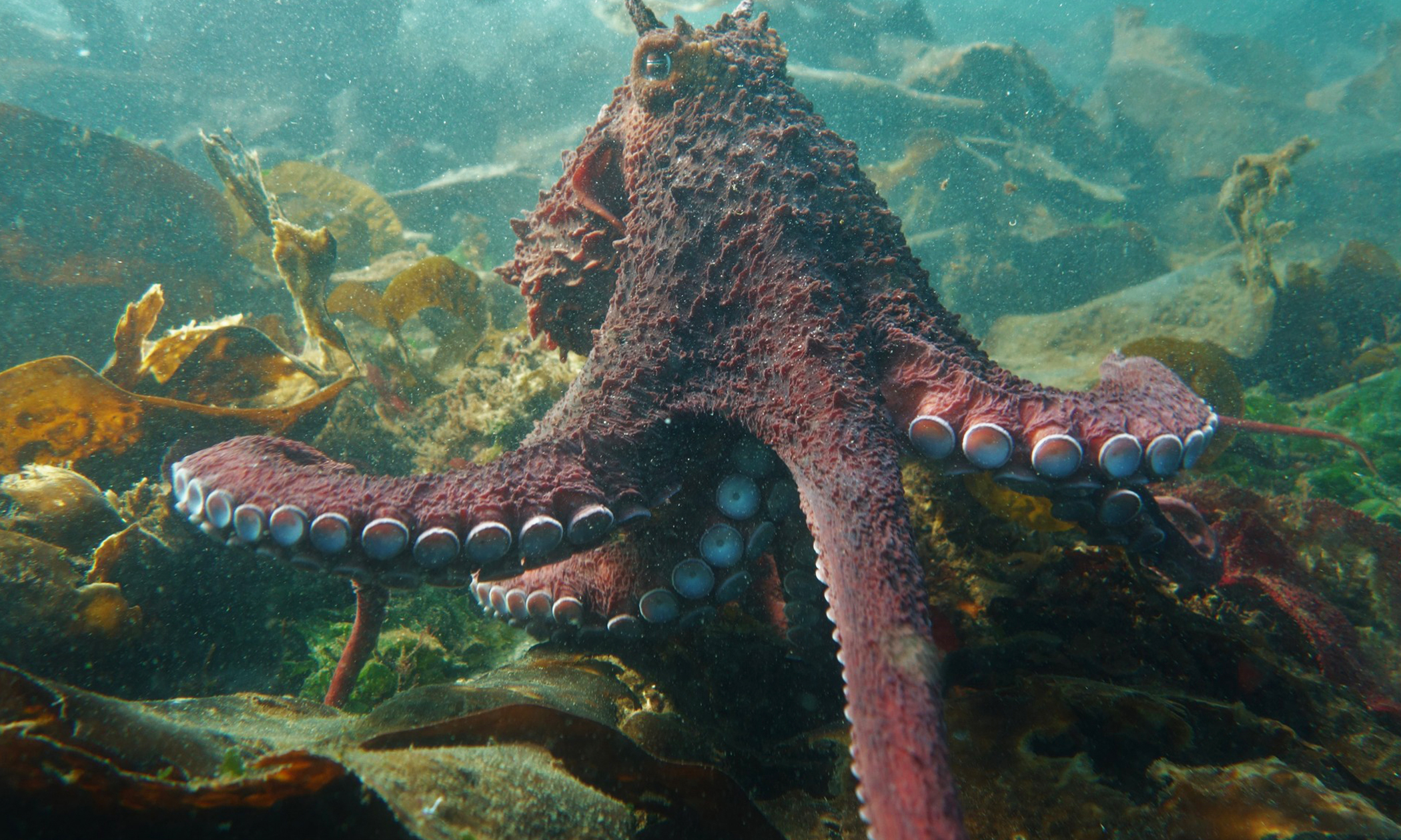 [新聞] 巨型章魚親密接觸潛水員 罕見畫面網路熱傳