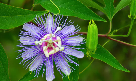 Passionflower—Ancient Herbal Remedy Used for Calming the Body