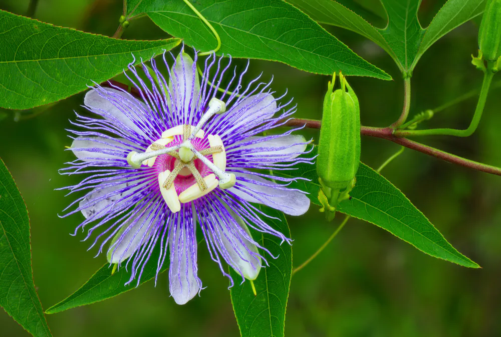 Passionflower—Ancient Herbal Remedy Used for Calming the Body