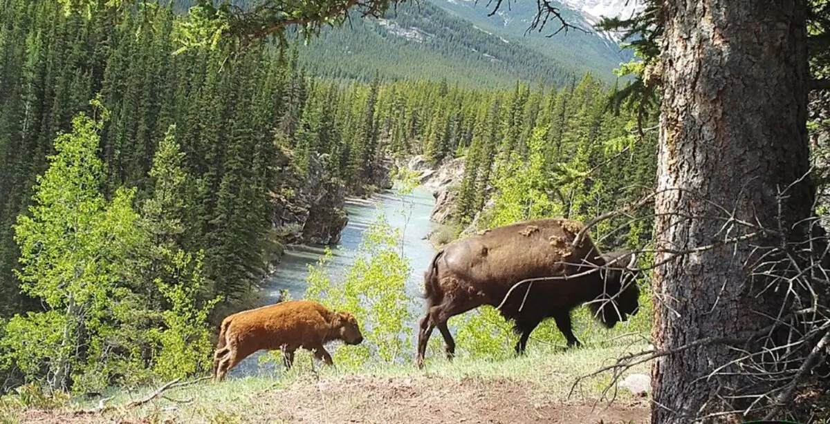 Plains bison are shown in Banff National Park in a handout photo taken by a Parks Canada remote camera. (The Canadian Press/Parks Canada)
