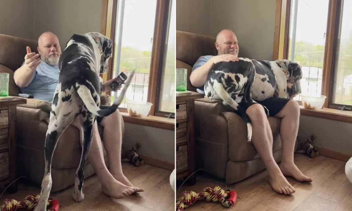 (Courtesy of Larry the Great Dane)