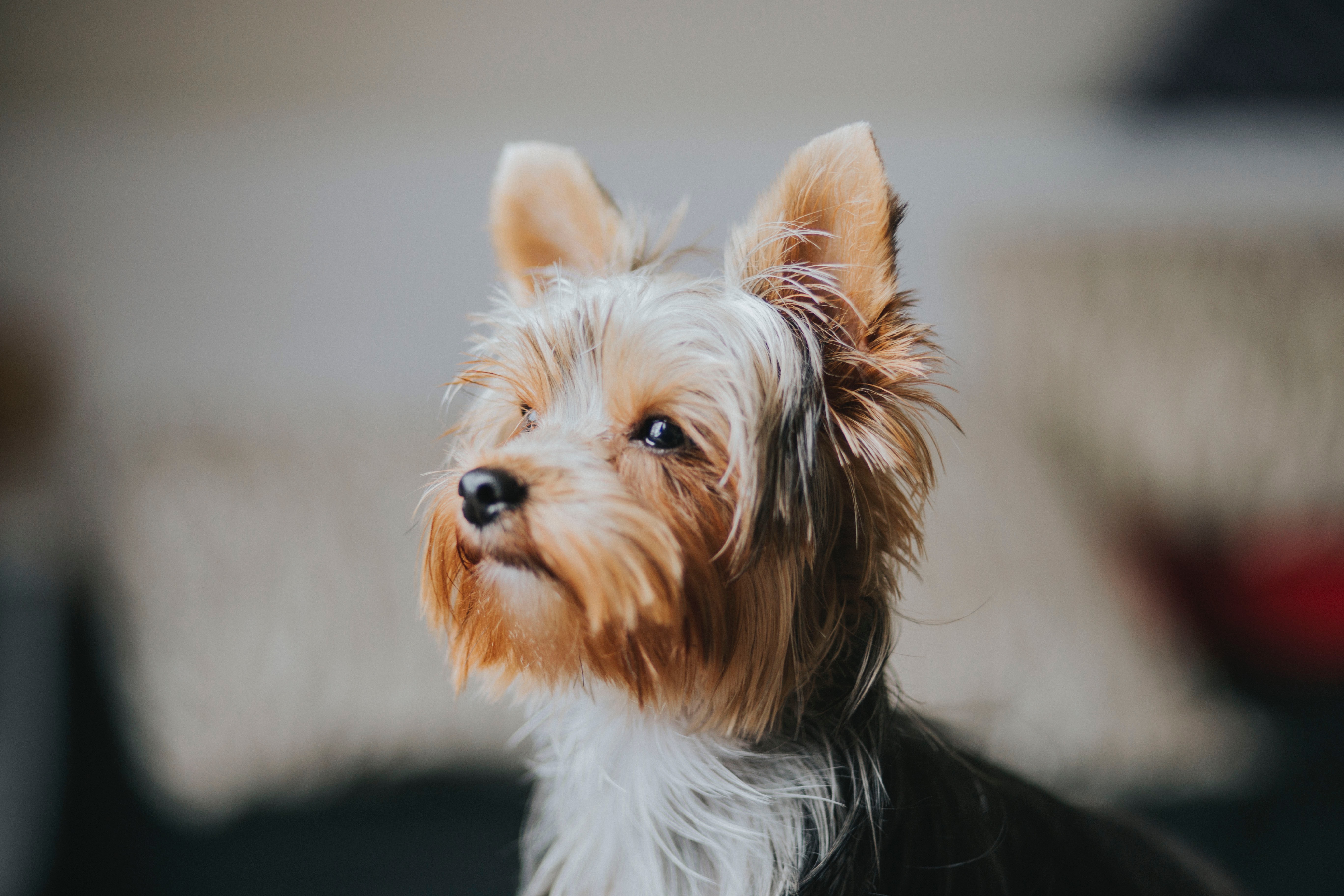 little yorkshire terrier