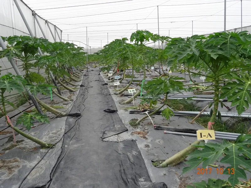 A papaya experimental field in Taiwan to test the effectiveness of mite killers. (Courtesy of Taiwan's Agricultural Chemicals and Toxic Substances Research Institute)