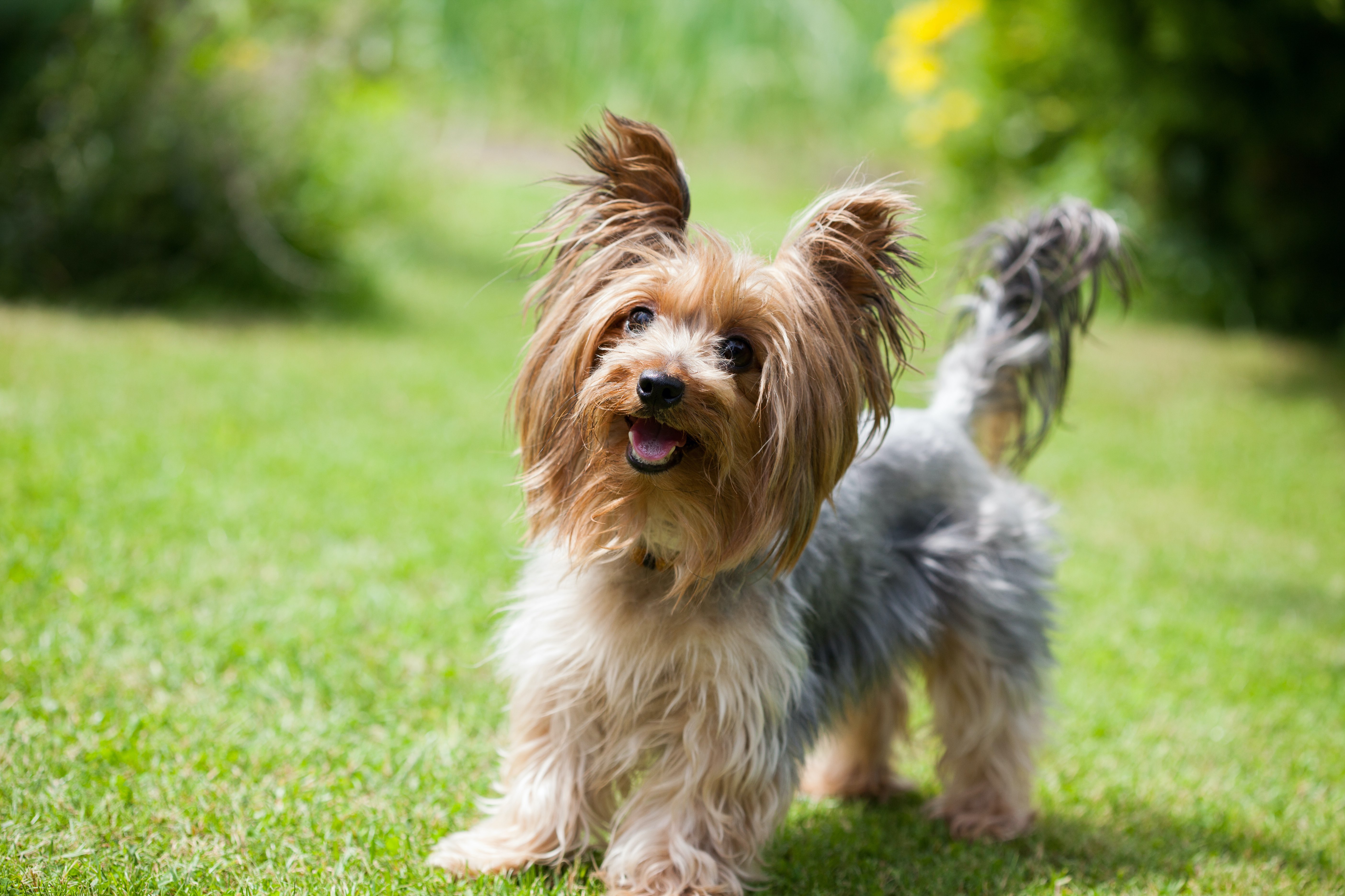 Yorkshire terrier playing in the park
