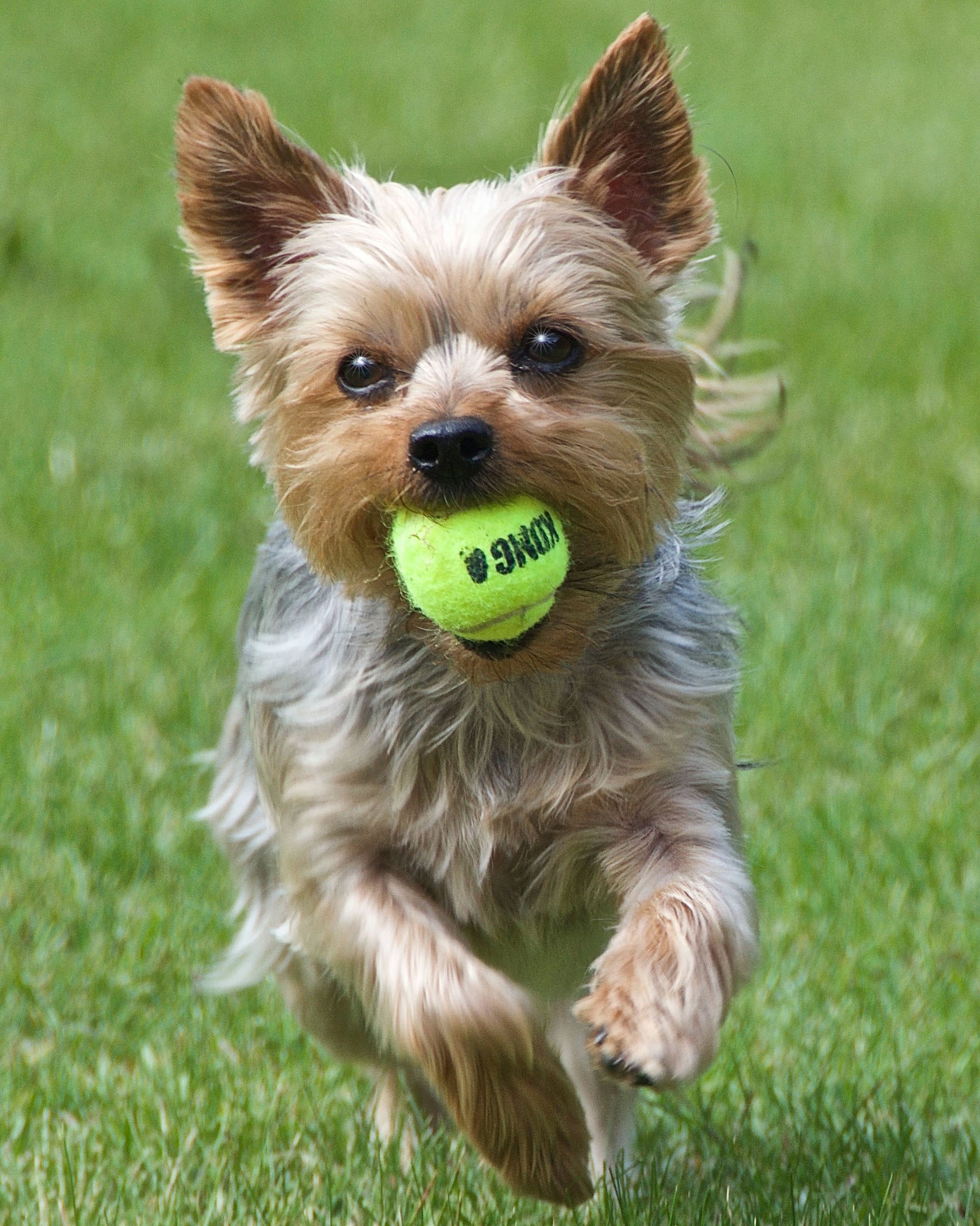 yorkshire terrier playing with a ball
