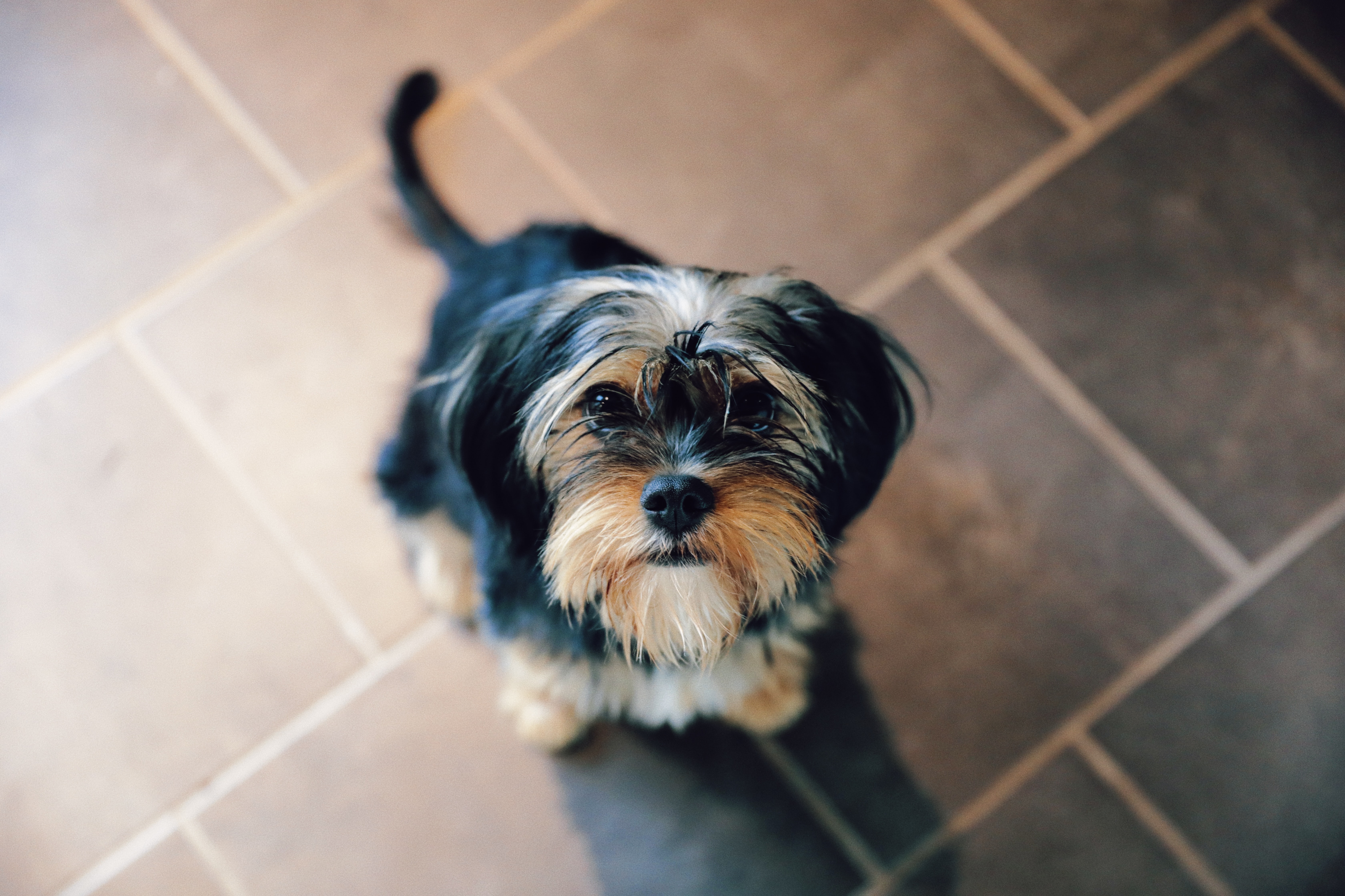 yorkshire terrier about to be fed