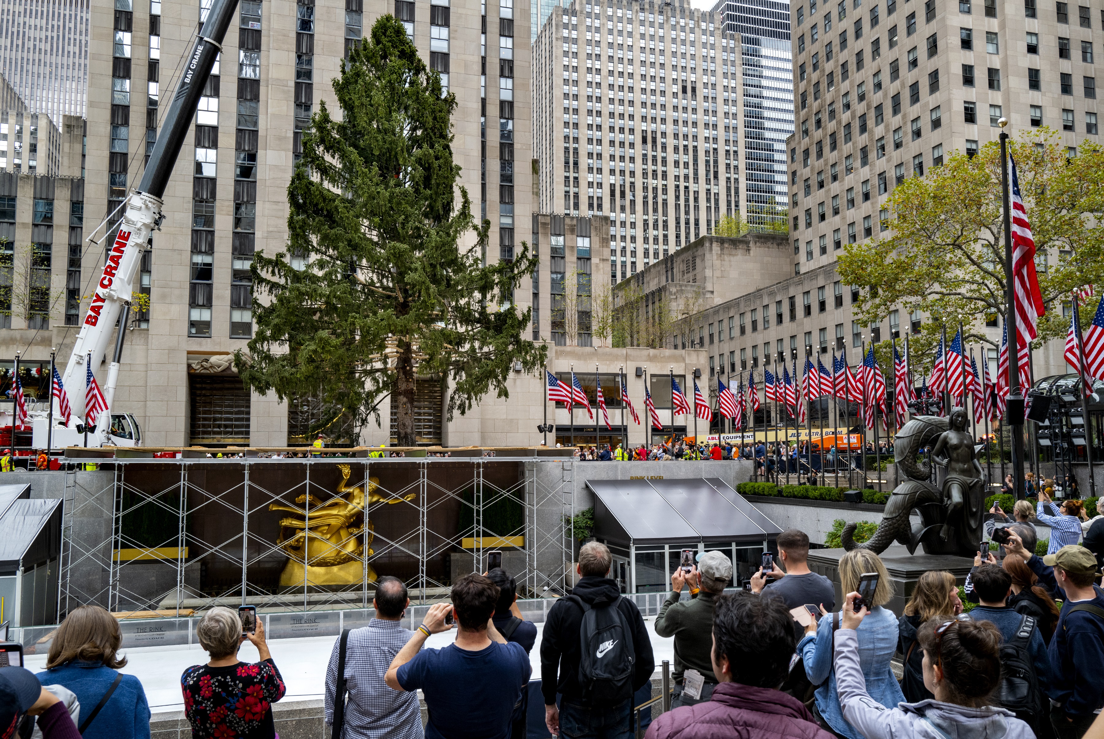 Holiday Arrival: Rockefeller Tree Ushers in Christmas Season - Vimarsana News