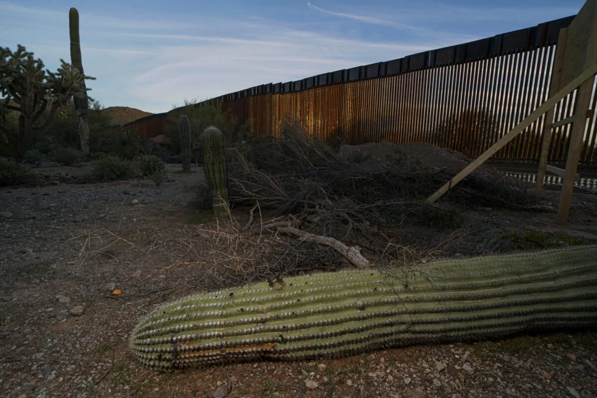 A dead cactus is seen on the ground near the U.S.-Mexico border wall in Organ Pipe National Park south of Ajo, Ariz., on Feb. 13, 2020. Sandy Huffaker/AFP via Getty Images)