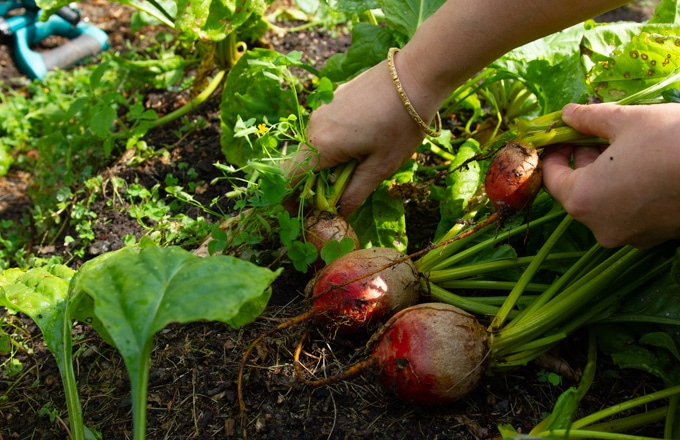 beetroot in the garden