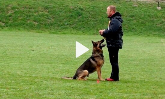 Brilliant German Shepherd Halts on Command