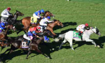 Horse Collapses, Dies at Del Mar Racetrack