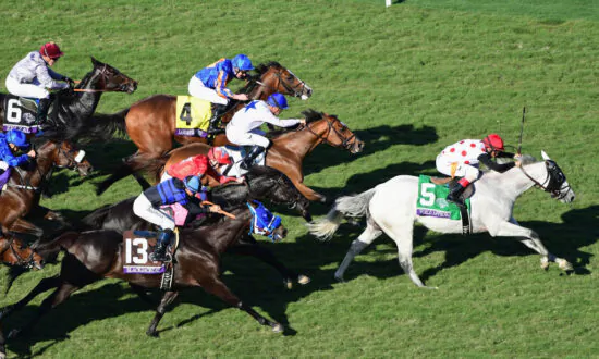 Horse Collapses, Dies at Del Mar Racetrack