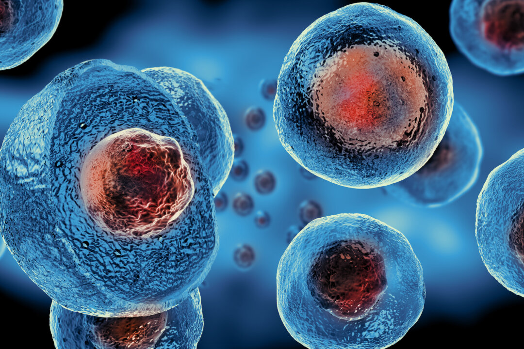 Embryonic stem cells (Giovanni Cancemi/Shutterstock)