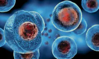 Why Stem Cell Transplants for MS Work so Well